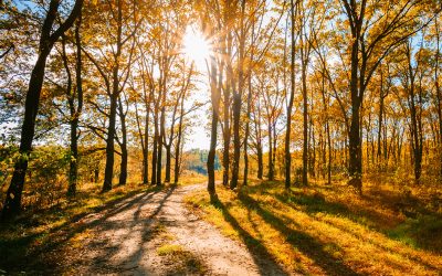 Transitioning with TCM: Preparing Your Body for Fall and Winter During Late Summer