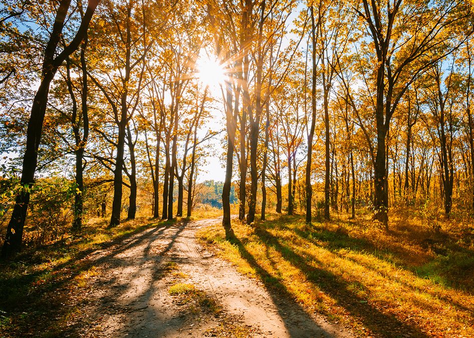 Transitioning with TCM: Preparing Your Body for Fall and Winter During Late Summer