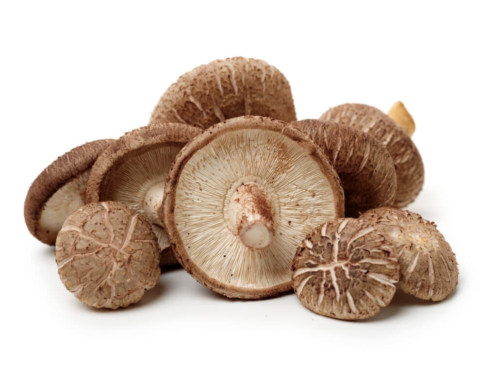 Shiitake mushroom 