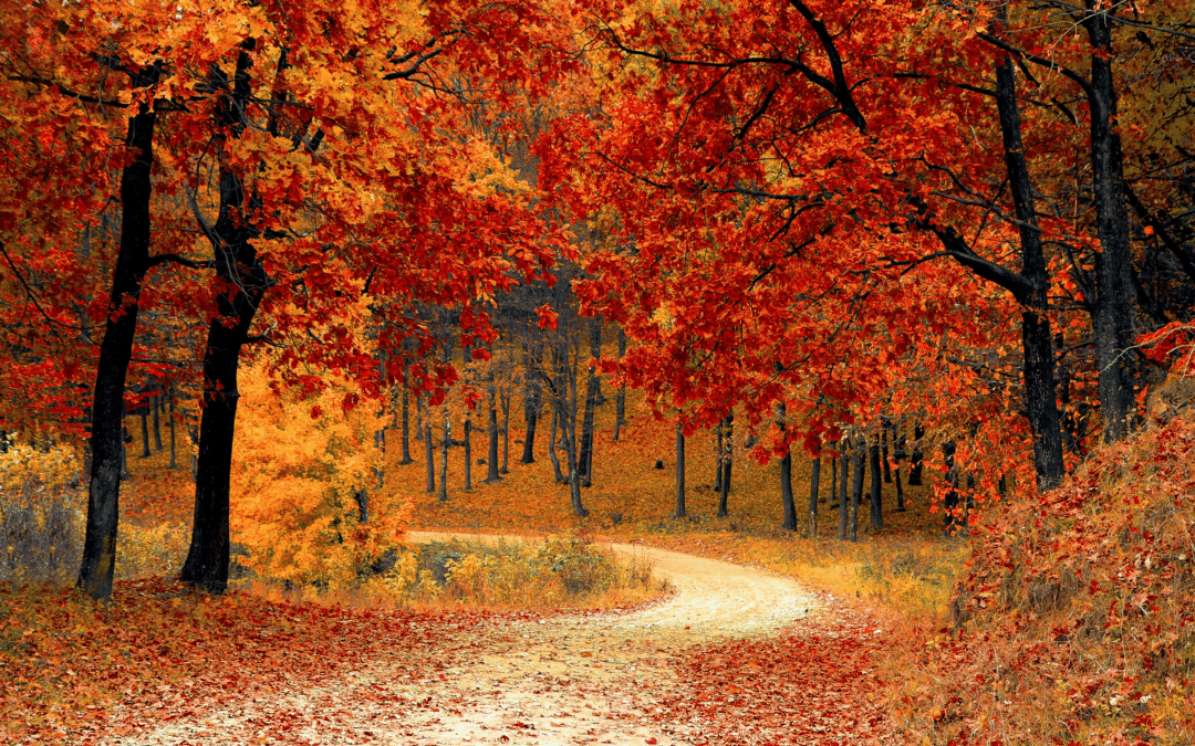 Embracing the Autumn Season with Acupuncture: Tips for a Healthy Transition