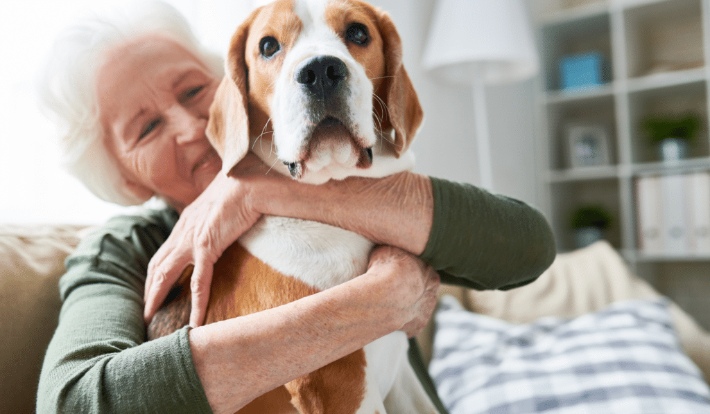 Acupuncture and Aging Pets: Supporting Mobility and Comfort in Their Golden Years | ACA Acupuncture and Wellness
