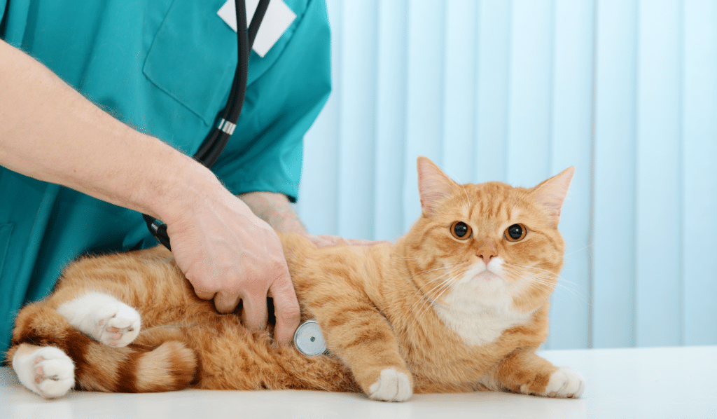 Acupuncture for Skin Conditions: Promoting Healthy Coats and Soothed Skin | ACA Acupuncture and Wellness