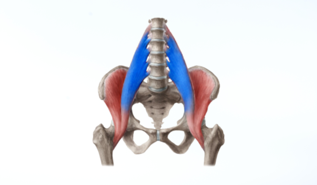 Psoas Major