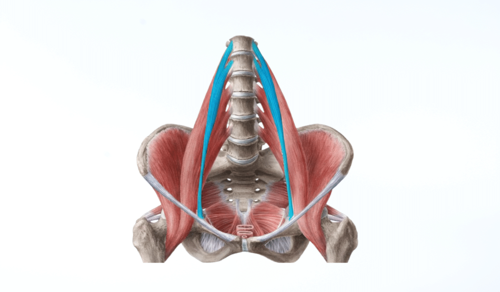 Psoas Minor