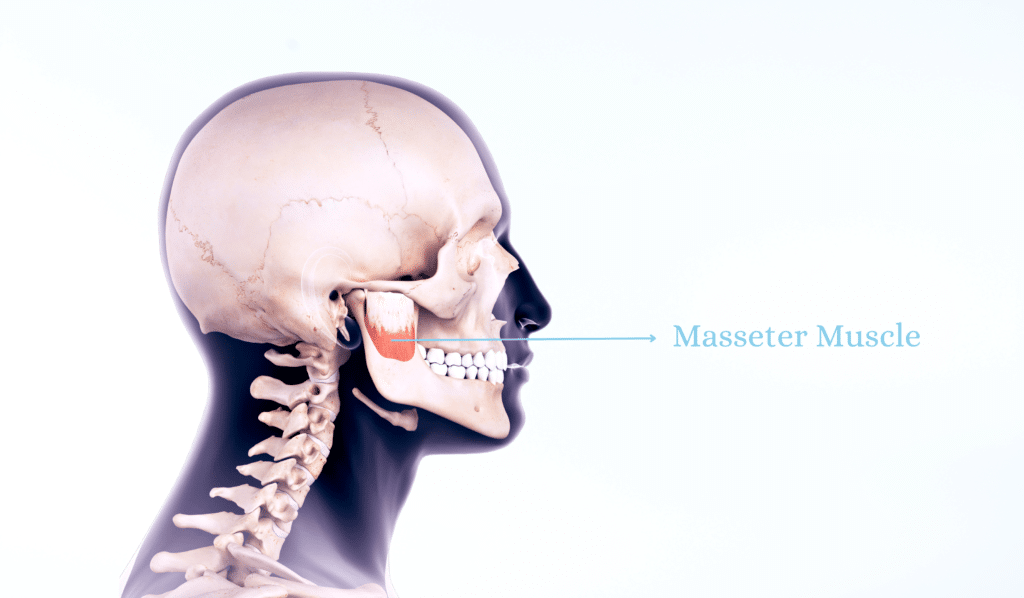 Understanding the Masseter Muscle