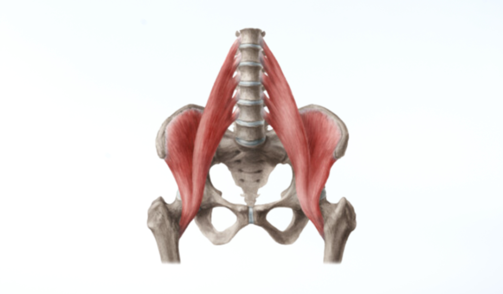 What Are the Psoas Muscles and What Do They Do?