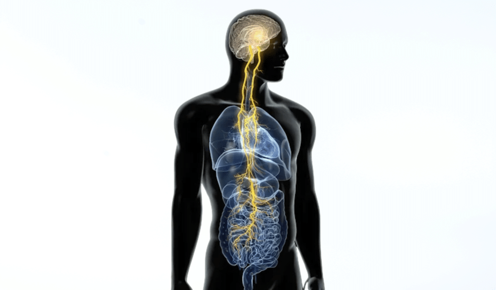 What is the Vagus Nerve