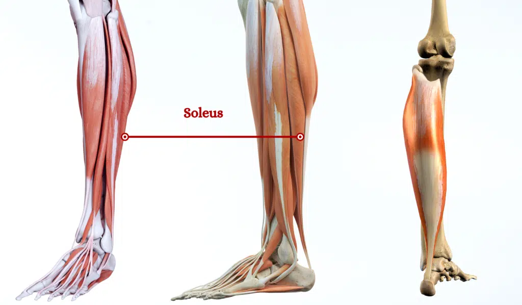 Soleus Muscle