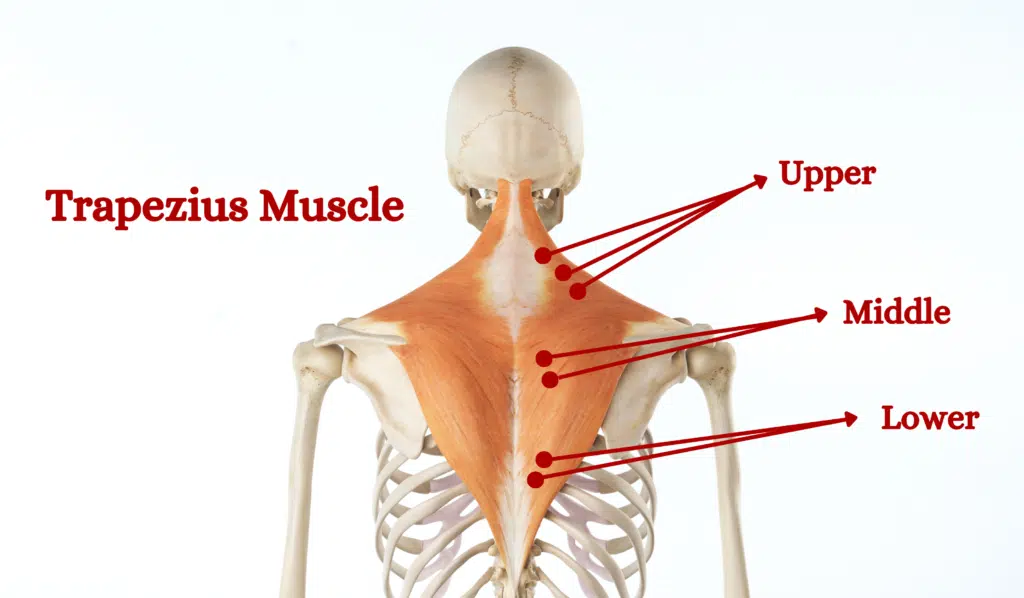 What is the Trapezius Muscle?