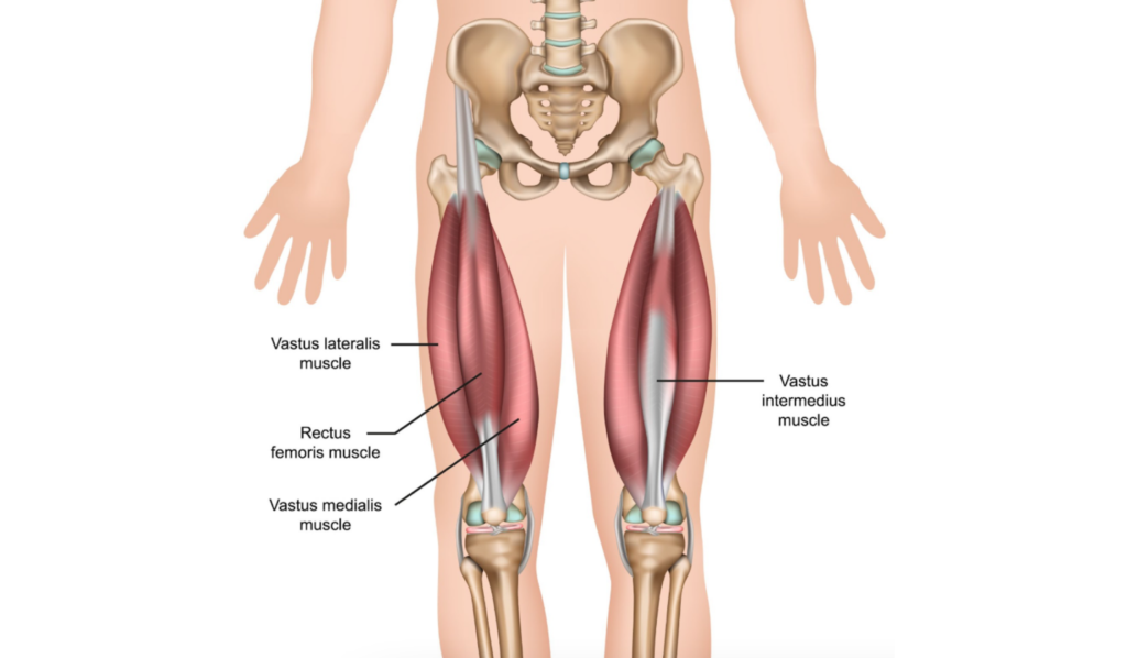 What is the Vastus Lateralis Muscle?