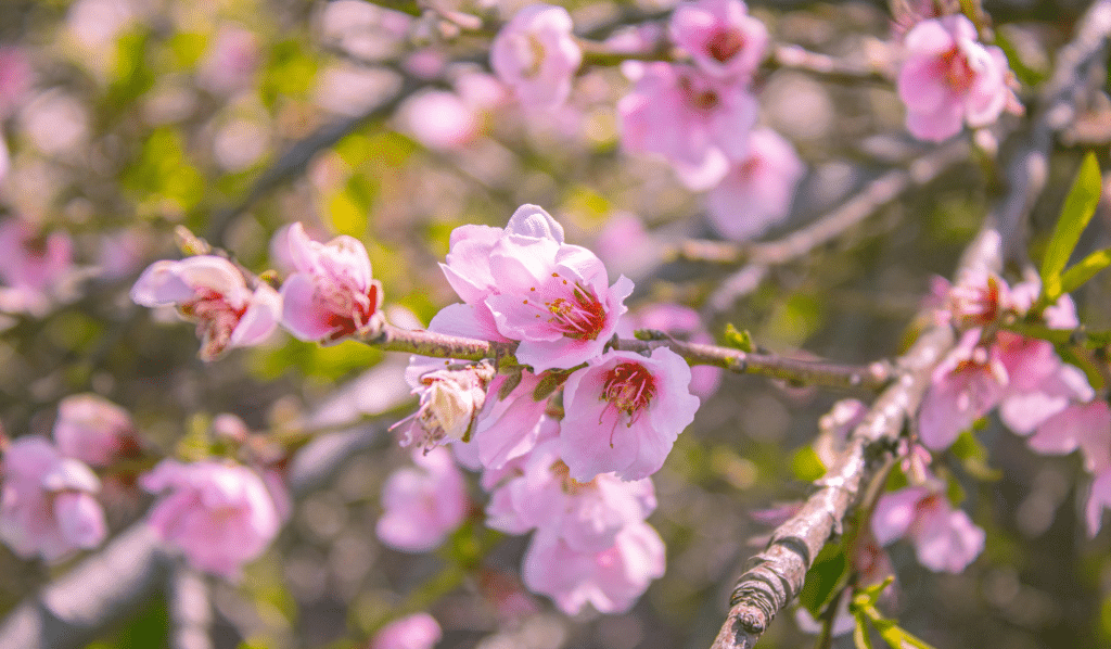 Springtime and the Natural Energy of Growth