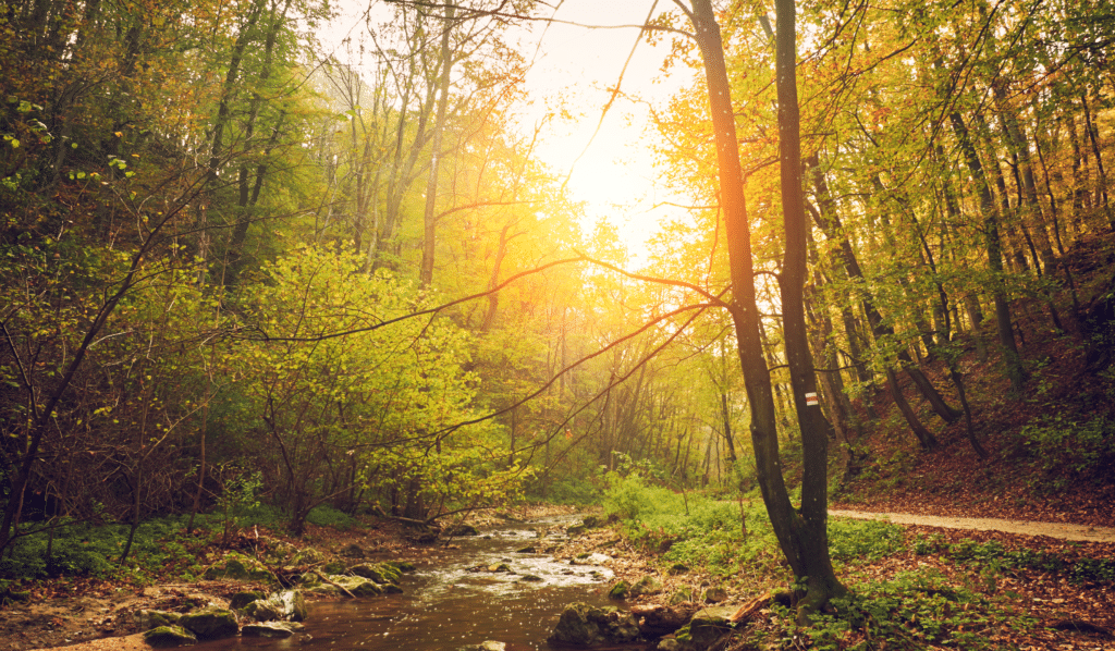 The Wood Element and Liver Qi