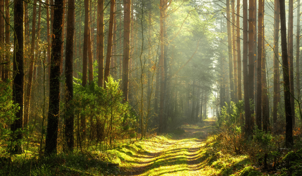 Understanding the Wood Element in Traditional Chinese Medicine