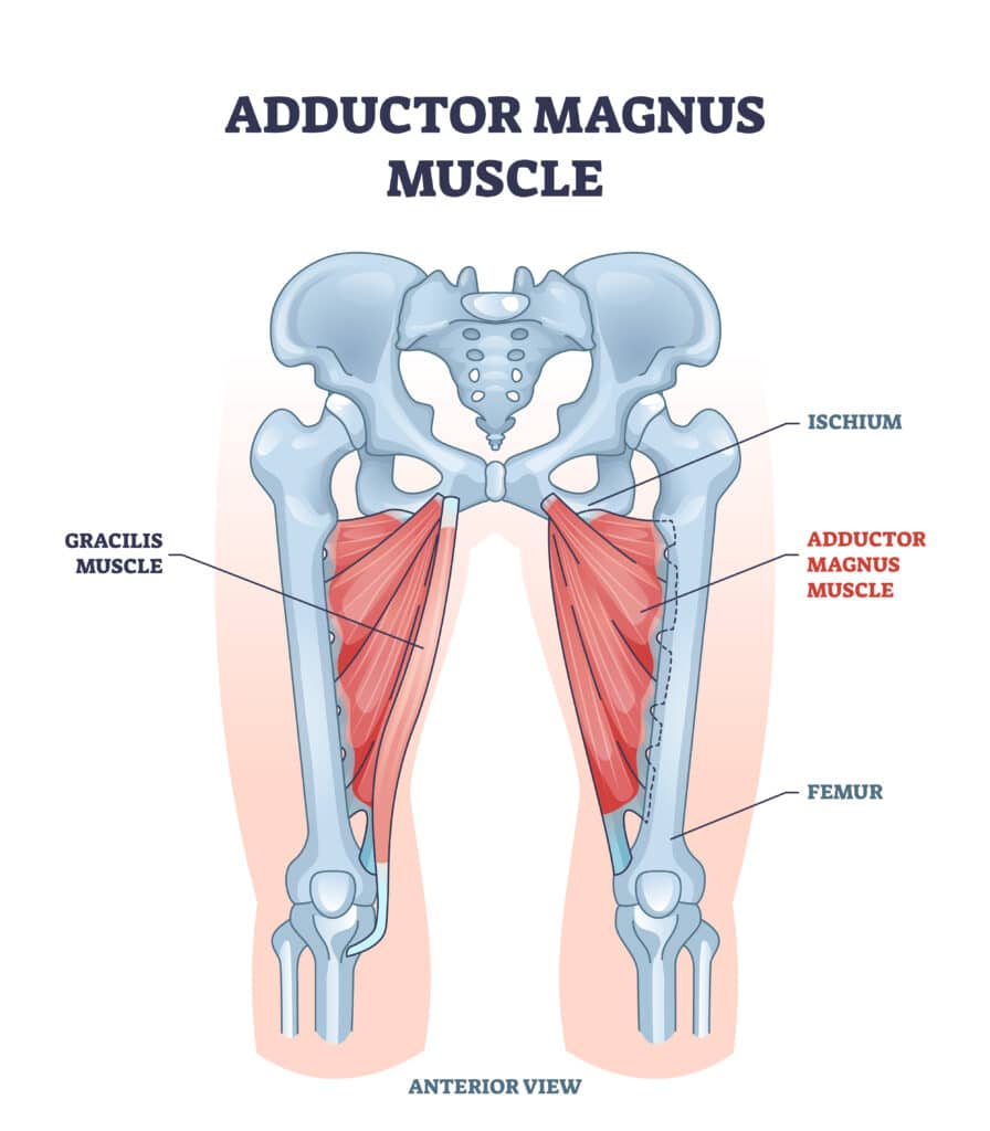 Adductor magnus muscle with ischium and femur skeleton outline diagram
