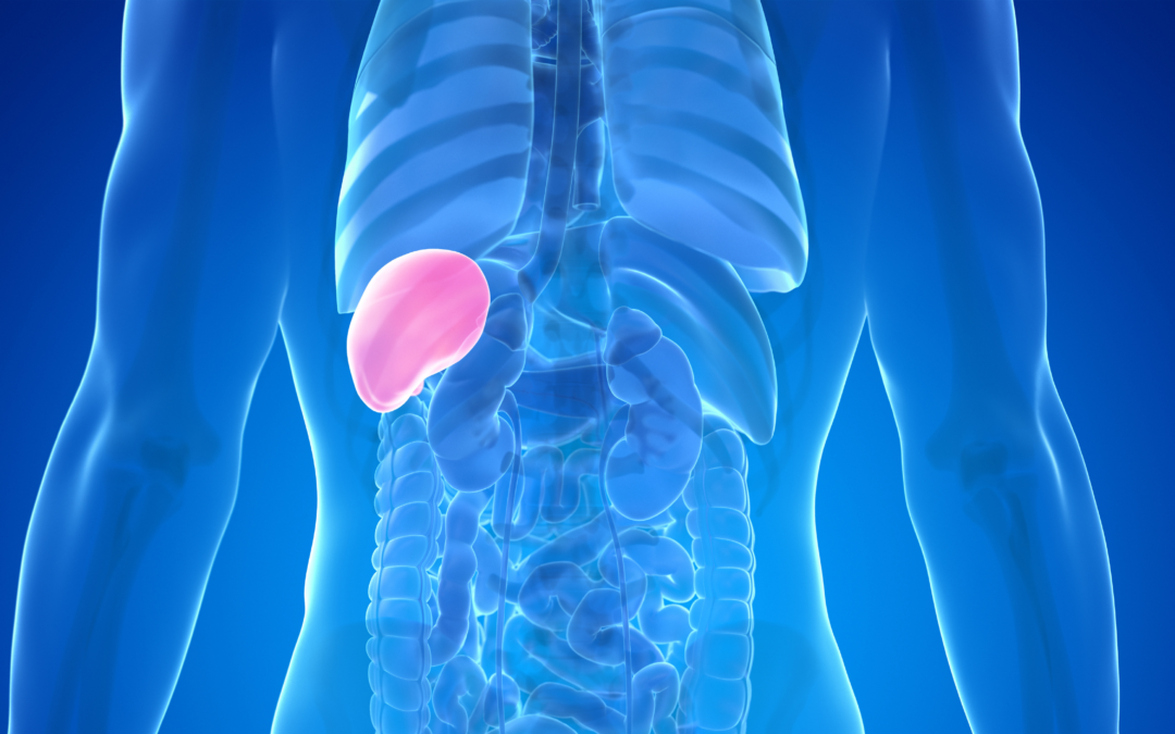 Traditional Chinese Medicine (TCM) Food for Spleen