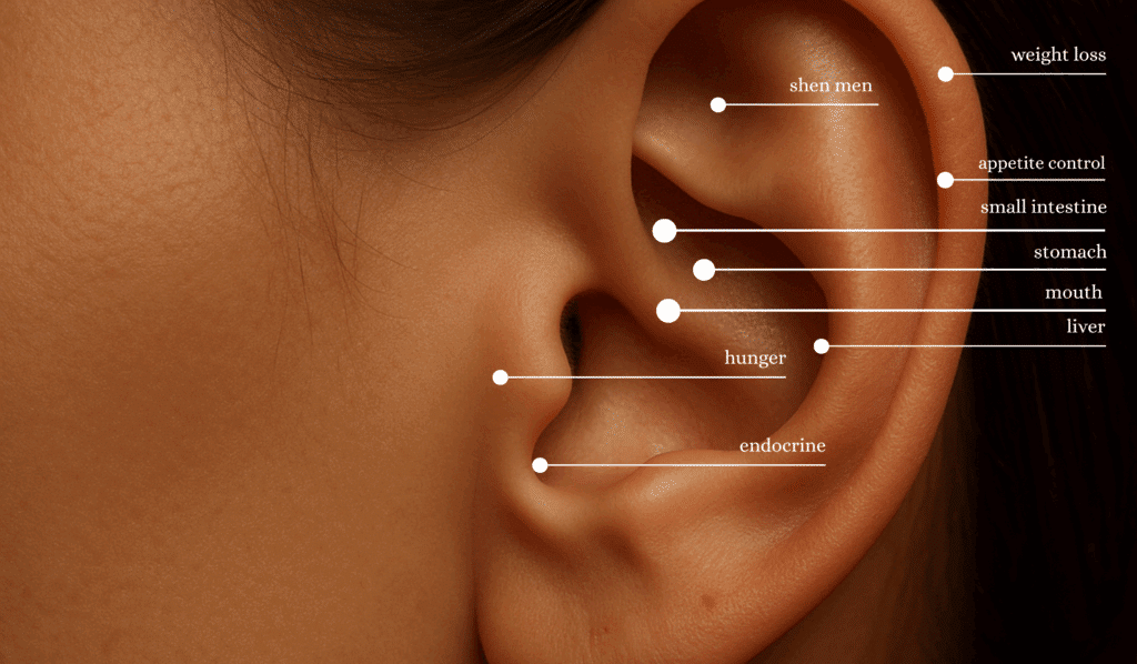 Key Acupressure Points Used in Ear Seed Therapy for Weight Loss