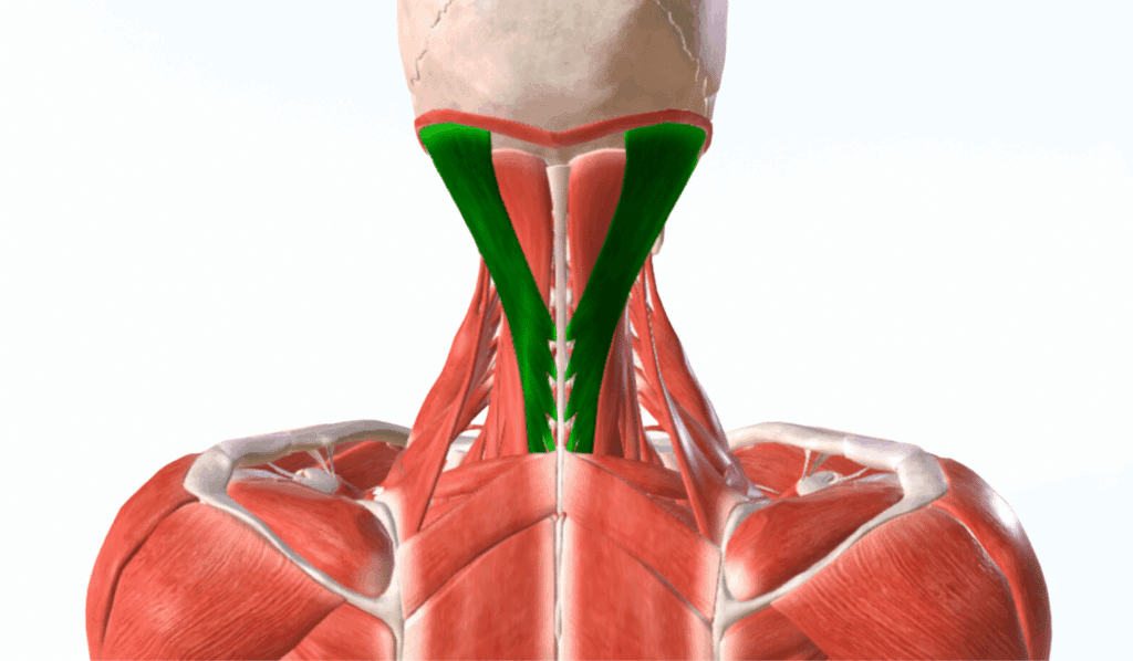 Understanding the Splenius Capitis Muscle