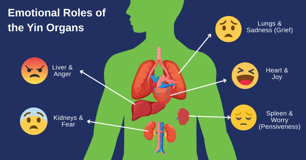 the-five-yin-organs-and-their-core-emotional-connections