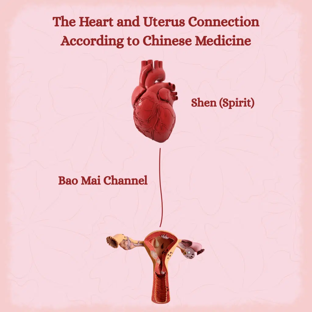 How the Heart–Uterus Connection Works
