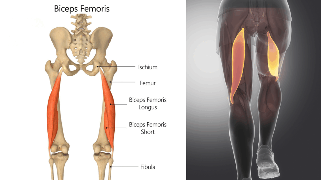 What Is Biceps Femoris Pain