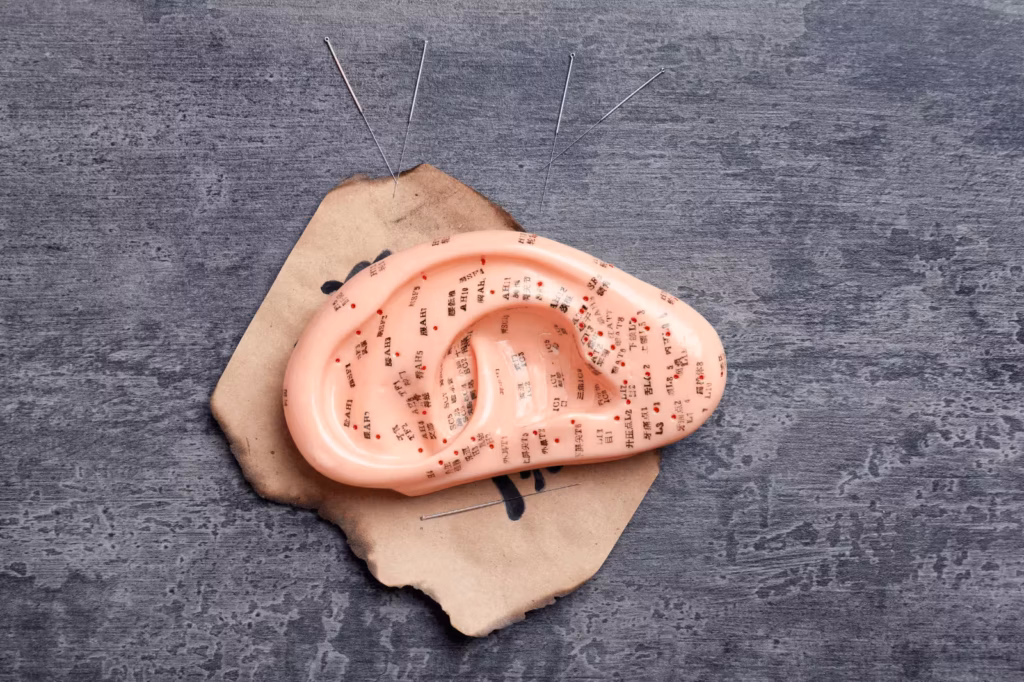 Auricular acupuncture ear model showing pressure points used in Traditional Chinese Medicine