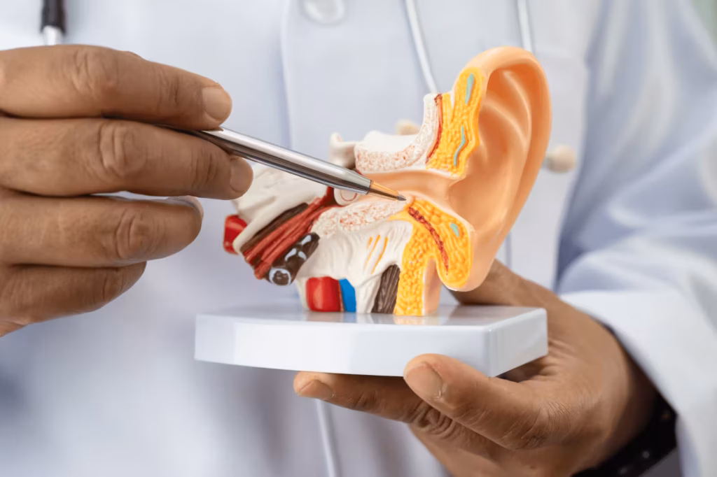 Doctor pointing to an ear anatomy model while explaining tinnitus and hearing health